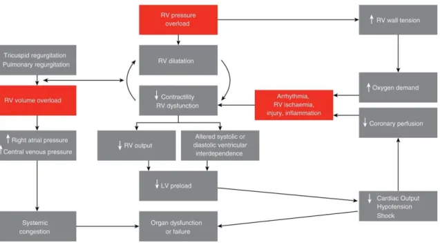 Figure 1. Pathophysiology of acute right ventricular failure. LV, left ventricular; RV, right ventricular