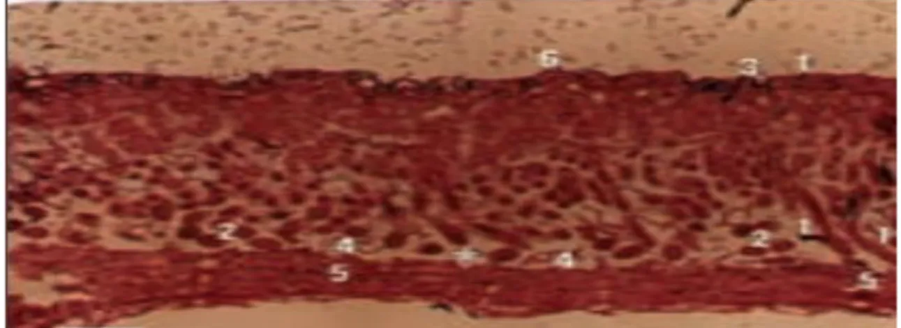 Gráfico 2.  Corte de la piel de un ovino de raza Ideal de 1 año de edad, región dorsal  anterior, mostrando los folículos pilosos