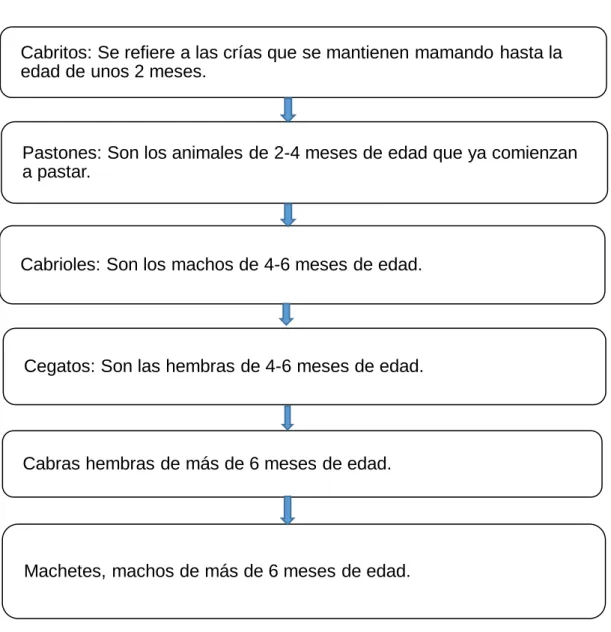 Gráfico  2. Clasificación de las pieles según la edad.  