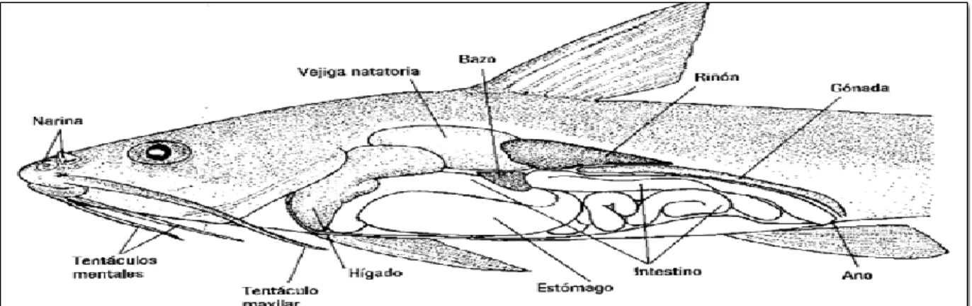 Figura 1. Anatomía interna del bagre (Kobelkowsky &amp; Castillo, 1995).  