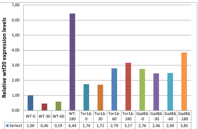 Fig  8: mRNA expression of mei2 in Wild type, tor1Δ and gad8Δ after incubation for 180 minutes in EMM (control)  and EMM-N