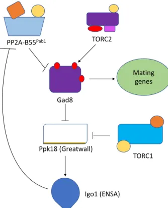Fig  9  Working  Model:  Just  after  nitrogen  depletion,  TORC1 is inactivated and Gad8 represses the activity  of  Ppk18-Igo1(ENSA),  which  is  not  able  to  inhibit  PP2A-B55 Pab1 