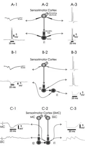 Fig. 2. Cortical-induced effects on interneurons. Electrical stimulation of the sensorimotor cortex (SMC, upper records of A-1 and  B-1), have shown the following cortical effects on cuneate interneurons: (1) excitation (lower record of A-1; traces from Ma