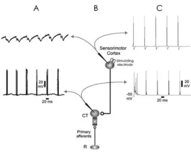 Fig.  4.  Cortical-induced  excitation  on  cuneothalamic  neurons.  Stimulation  of  SMC  (upper  record  of  inset  A)  can  also  elicit  excitation on cuneothalamic neurons (lower record of inset  A; traces from Mariño et  al