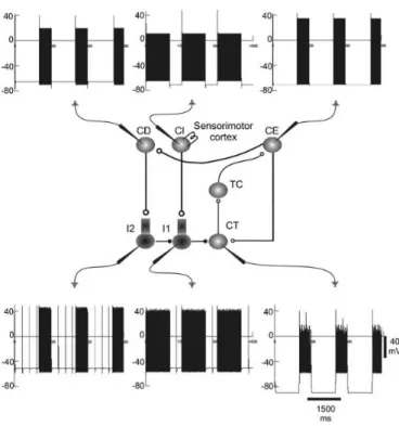 Fig.  6.  Slow  rhythms  and  the  participation  of  excitatory  synapses  on  their  activity  pattern