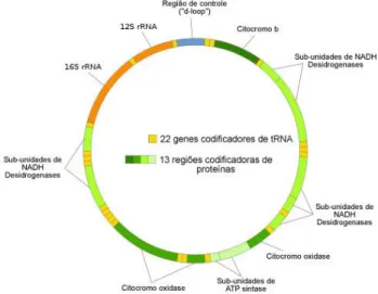 Figura 1.3. ADN mitocondrial humano. 