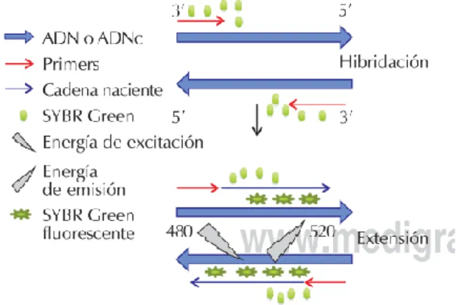 Figura 3.3. Método no específico. Cuando el SYBR Green está unido al ADN de doble cadena,  es  excitado  a  una  longitud  de  onda  de  480  nm,  mientras  que  la  longitud  de  onda  de  emisión  corresponde a 520 nm (Tamay de Dios et al., 2013)
