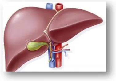 Figura I: Imagen hígado 