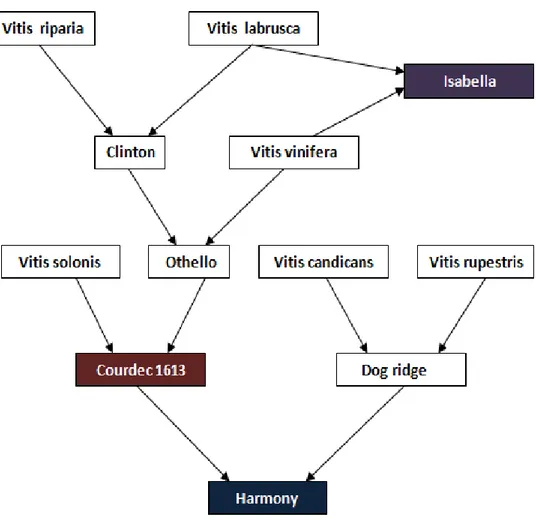 Figura N°01: Origen genético del injerto y los patrones estudiados (Fuente: elaboración  propia sobre la base de los autores mencionados)