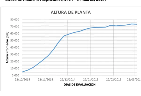GRÁFICO N° 5 