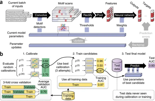 Figure 6. Details of inner workings of DeepBind developed by Alipanahi et al. and its training  procedure