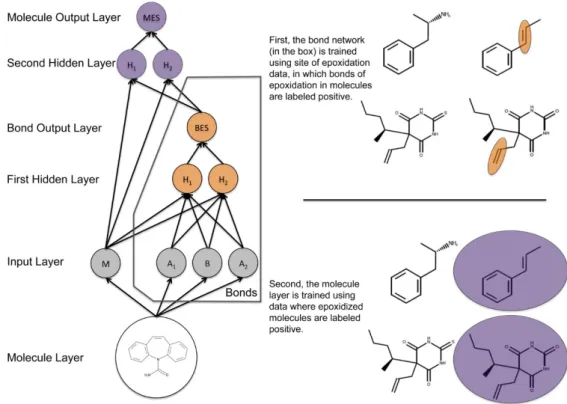 Figure 5. This diagram represents a simplification of the structure of the epoxidation model, which  was made up of one input layer, two hidden layers, and two output layers