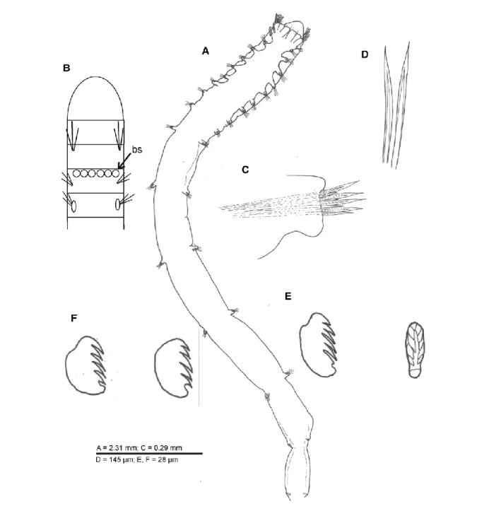 Fig. 8. Eclysippe vanelli: (A) semi-complete specimen, dorsal view; (B) schematic drawing showing arrangement of  branchiae  and  chaetae  in  first  thoracic  segments;  (C)  first  thoracic  notopodium;  (D)  thoracic  chaetae;  (E)  thoracic  uncini, la