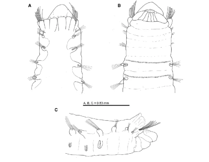 Fig. 9. Eclysippe vanelli: anterior end in dorsal (A), ventral (B) and lateral (C) view