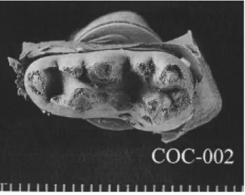 figure strongly suggests that this degree of damage is related to grit ingestion in brown  bears,  and  the  lack  of  similar damage to cave bear teeth indicates that they did not eat food encrusted with grit.