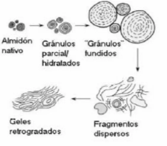 Figura 1.4 Diagrama idealizado de expansión y gelatinización del gránulo de almidón en  presencia de agua