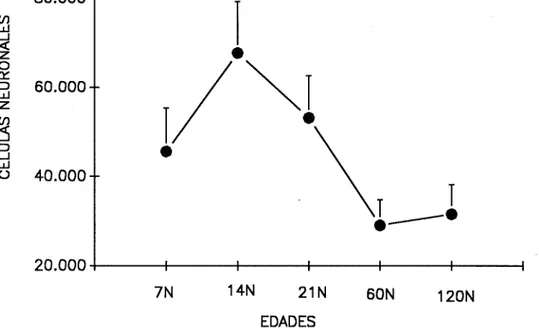 Figura 3. Cuantificación del número neuronal en el NMM por el método de Abercrombie • 