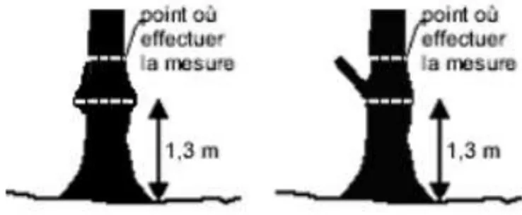Figura 5.Medición del Dap de un árbol con ensanche de ramas a 1,3 m. 
