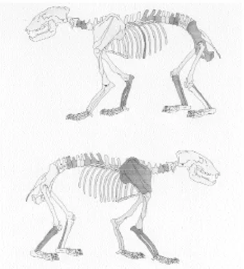 Figure 3. Diagram of the skeleton showing all the areas affected by pathologies in this specimen.