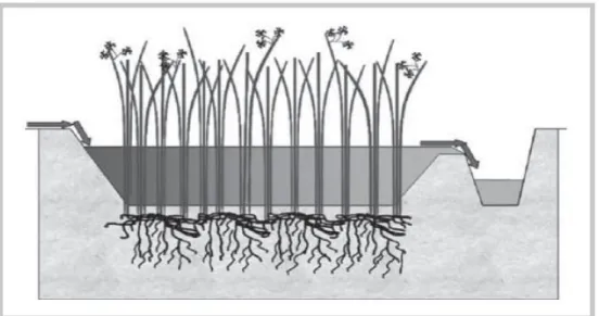 Figura  2:  Humedal  artificial  de  flujo  superficial.  (Oscar  et  al.,  2010,  Yasmany,  2013) 