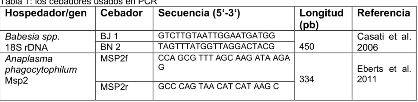 Tabla 1: los cebadores usados en PCR 