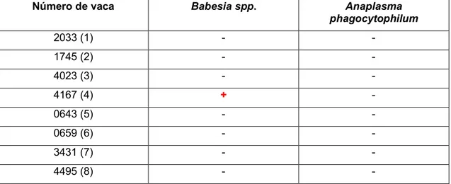Tabla 2: Resultados del análisis de vacas para Babesia spp. y Anaplasma phagocytophilum