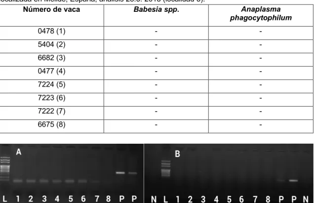 Tabla 4: Resultados del análisis de vacas para Babesia spp. y Anaplasma phagocytophilum