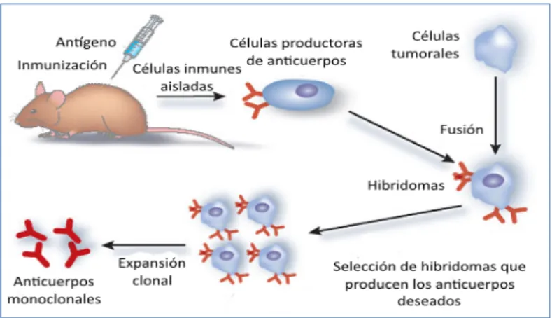 Figura 2: técnica de producción de hibridoma 