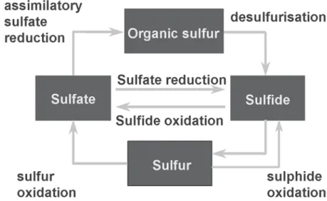 Figure 1. Biological sulphur cycle.