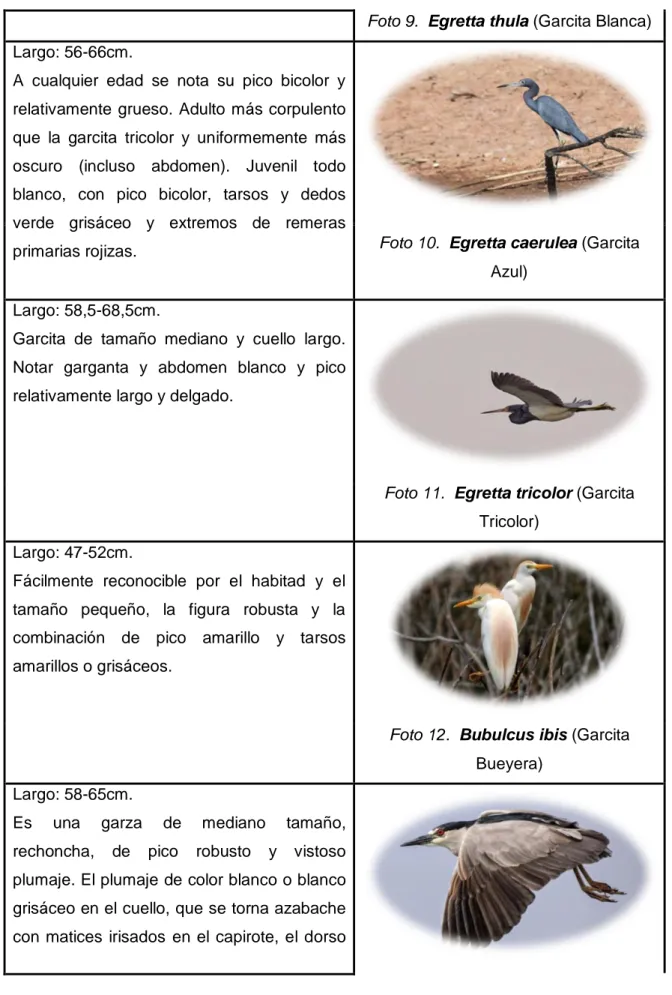 Foto 11.  Egretta tricolor (Garcita  Tricolor) 