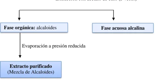 Figura 1-2. Esquema para  la obtención de alcaloides de Phaedranassa brevifolia 