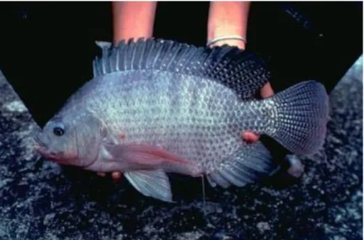 Figura N° 1: Tilapia del nilo (Oreochromis niloticus) 