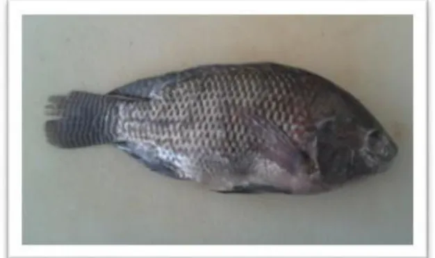 Figura N° 9: Recepción de materia prima (tilapia)  2.3.2.2  LAVADO 