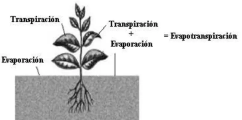 Figura 1-1. Proceso de evapotranspiración. 