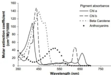 Figura 6-1. Figura 6-1 Espectro de absorción de la mayoría de pigmentos en plantas.  