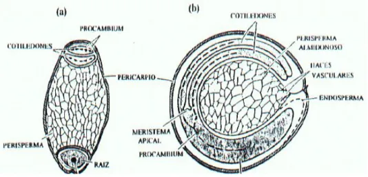 Fig. 1. Diagrama de secciones transversal (a) y longitudinal (b) de  semilla de kiwicha