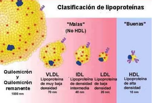 Tabla N° 1. Lipoproteínas del metabolismo lipídico 11 2.1.1.4.  LIPOPROTEINAS DE ALTA DENSIDAD (HDL) 