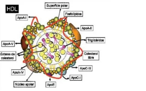Figura Nº3. Estructura de la Lipoproteína de Alta Densidad (HDL) 12 .  Las  HDL  grandes se pueden convertir en partículas más pequeñas  por  medio  de  la  lipasa  hepática  (LH)  teniendo  un  papel  de  regeneración de HDL pequeñas; los niveles de HDL d