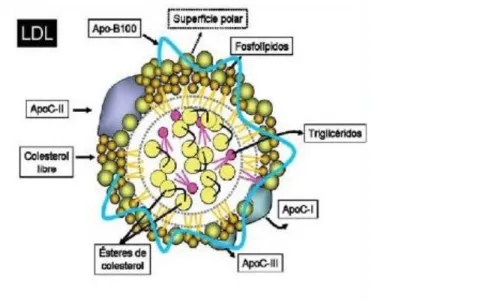 Figura Nº4. Estructura de la Lipoproteína de baja densidad (LDL) 12 El  colesterol  permanece  en  la  célula  en  tanto  que  la  apoproteina  B100 es degradada en aminoácidos mediante proteasas