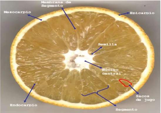 Figura N° 7. Sacos de aceite en el flavedo de citrus sinensis osbeck. 36