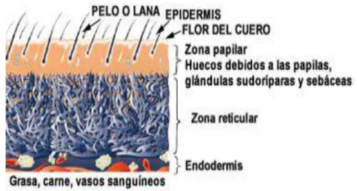 Gráfico 3. Partes de la piel en bruto  a.  La epidermis 