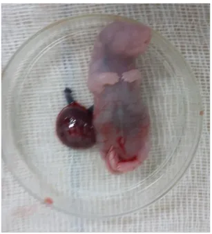 Figura 6 Feto y placenta de una rata Wistar a los 20 días de gestación. 