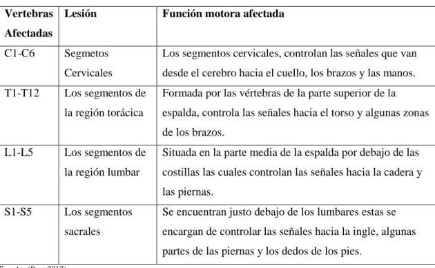 Tabla 12-1: Funciones motoras afectadas por una lesión de la médula espinal  Vertebras 