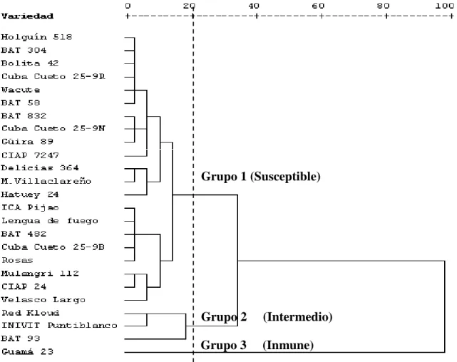 Figura  3.  Dendrograma  obtenido  a  partir  de  la  evaluación  de  la  roya  en  variedades  de  frijol  a  los  63  días  de  la  siembra  empleando  la  metodología  informada por el CIAT en 1979.