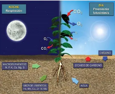 Figura 2. Fases de la fotosíntesis y los factores que intervienen en esta. 