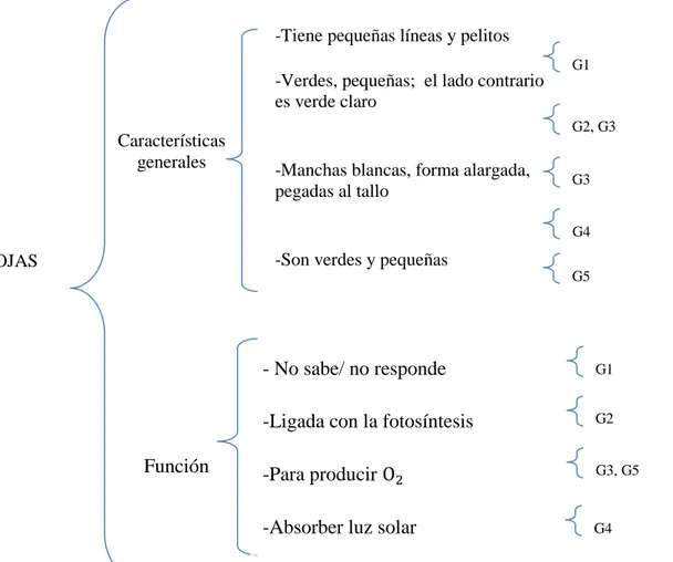 Figura 4.  Relación de las características y función/nes que los estudiantes le dan a las hojas de  las plantas