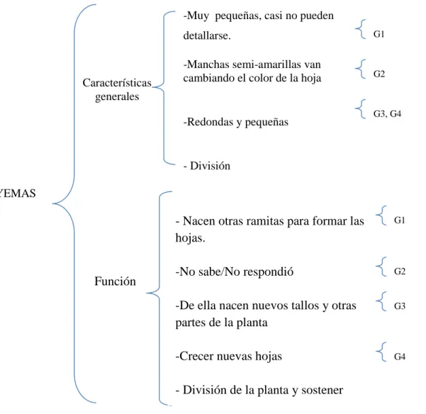 Figura 6.  Relación de las características y función/nes que los estudiantes le dan a las yemas de  las plantas