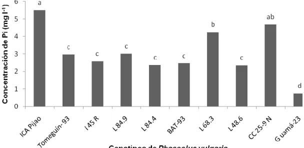 Figura  3.6.  Efecto  de  la  temperatura  sobre  la  liberación  de  fosfato  inorgánico  en  el  tejido  foliar  de  10  genotipos de Phaseolus vulgaris 