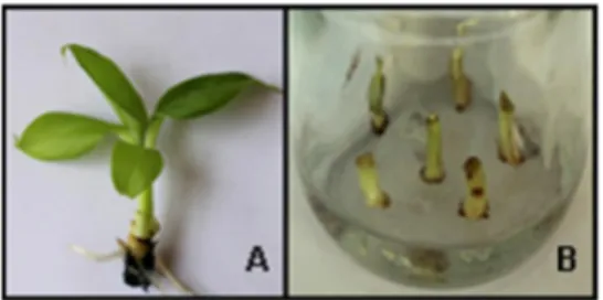 Figura 1. Planta in vitro de Musa spp. en medio de cultivo con PEG-6000 para la evaluación de la tolerancia  a estrés hídrico