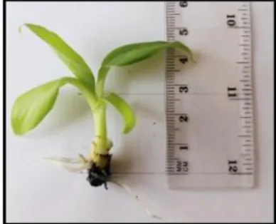 Figura 2. Medición de la altura de plantas in vitro de banano a los 30 días de cultivo en medio semisólido  de multiplicación